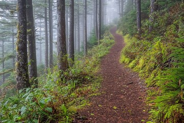 Obraz premium Winding Path Through a Foggy Forest - Tranquil Woodland Scenery