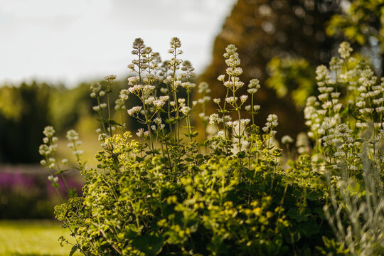 White flowers in soft garden lighting