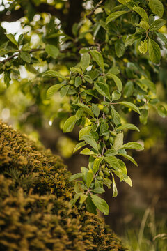 Close-up of foliage and moss