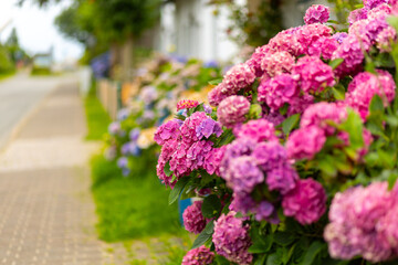 Vibrant hydrangea flowers blooming along a peaceful sidewalk in springtime, enhancing the neighborhood's charm and natural beauty