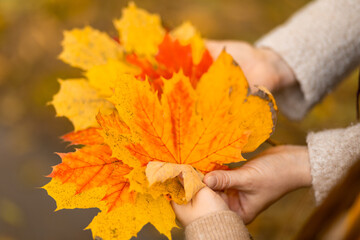 A person holds vibrant autumn leaves in varying shades of orange and yellow during a fall day in a...