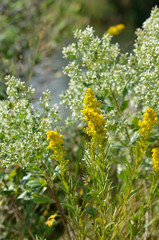 Goldenrod and weeds in field during summer