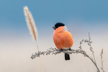 bull finch