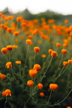 Calendula Flowers