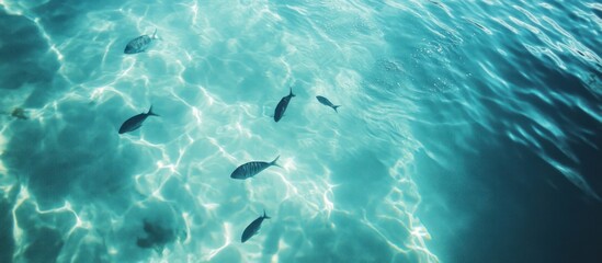 Fototapeta premium A top-down view of crystal clear blue water, with sunbeams shining through, illuminating several fish swimming beneath the surface.
