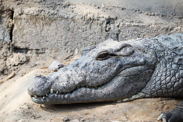 Obraz premium Wildlife crocodile resting in dry sand, crocodile head and open eye, Reptile predator dangerous alligator skin