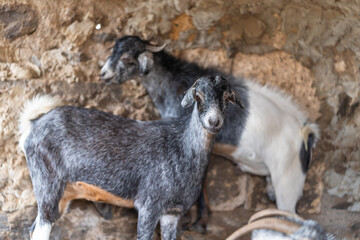 Obraz premium brown goats and gray goats interact inside a stable