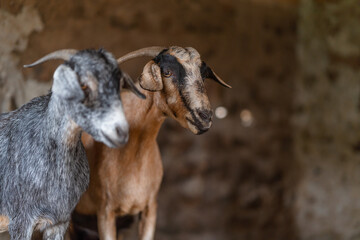 brown goats and gray goats interact inside a stable