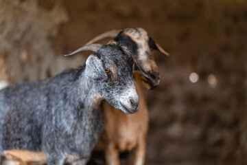 brown goats and gray goats interact inside a stable