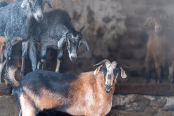 brown goats and gray goats interact inside a stable
