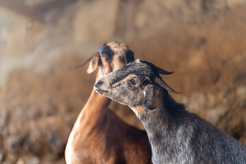 brown goats and gray goats interact inside a stable