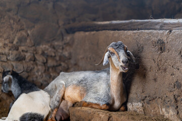 brown goats and gray goats interact inside a stable