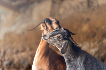 brown goats and gray goats interact inside a stable