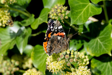 Red admiral butterfly (Vanessa Atalanta) perched on hedge (hedera helix) in Zurich, Switzerland