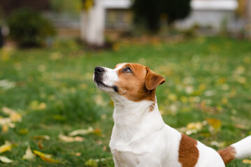 Jack Russell Terrier dog sitting on green grass with fall leaves in autumn park. Сute dog is...