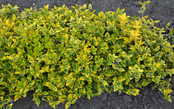 The ornamental shrub Euonymus fortunei grows in the garden