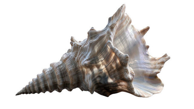 photo of a seashell with unique shape and texture, photorealistic, transparent background