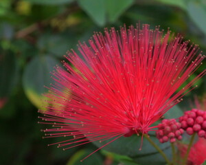 Fiery Red Blossom with Feathery Petals against a Warm, Leafy, Green Background