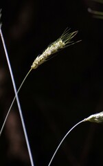 Ripe Grass Seedhead against a Black Background with Crossed Stalks