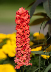 Red Lark Larkspur (Delphinium, Red Lark) growing in a flower garden with coral colored flowers all along its upright stalk. Close up view with floral details.