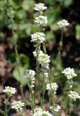 Berteroa incana as a weed grows in nature