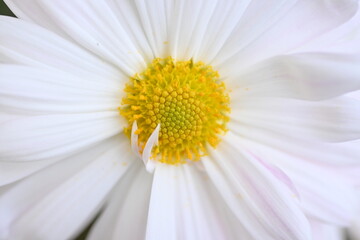 macro white chrysanthemum flowers, close-up of white daisy flowers as a background 