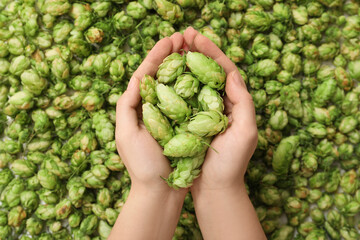 Female hands with green hops cones, closeup