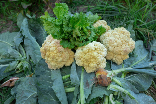 good harvest from the garden