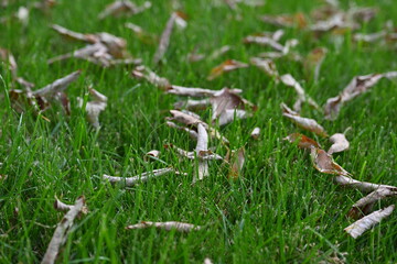 fallen dry leaves on green background, autumn background after hot summer, global warming,...