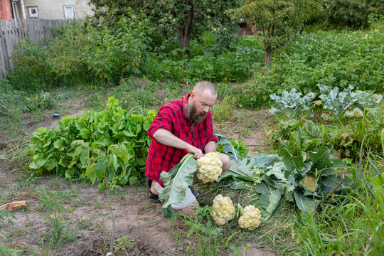 man working in the garden