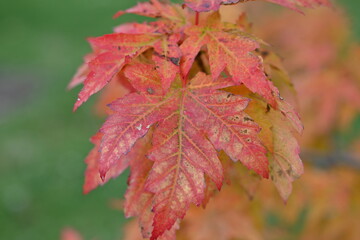 Obraz premium red maple leaves closeup as background, autumn maple leaves background, close-up shot of vibrant autumn leaves on a tree branch, showcasing rich hues of yellow, orange, and red