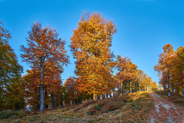 Fototapeta premium A sunlit path winds through a colorful autumn forest, with golden and red leaves glowing under a bright blue sky. The vibrant colors create a picturesque, serene scene.