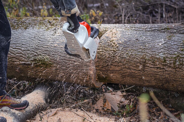 Man Operating Chainsaw to Process Fallen Tree in Woodland