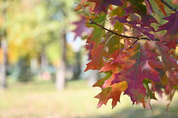 Red oak leaves close up as background against blue sky, autumn background red oak leaf, branches yellow oak leaves against blue sky, bright autumn background