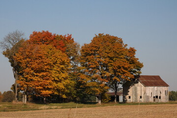autumn landscape with trees and a barn