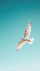 Obraz premium A graceful white bird soaring against a serene blue sky, symbolizing freedom and peace.