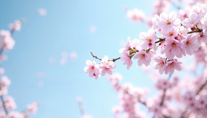 Spring background with cherry blossoms in full bloom against a clear blue sky and Copy Space