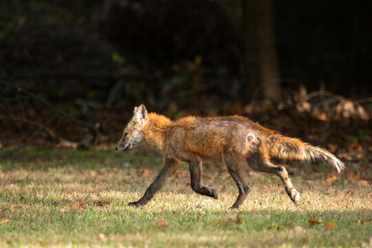 A Red Fox with hair loss from sarcoptic mange stands outside on a sunny day, in a clearing near the woods.
