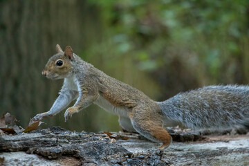 Obraz premium A cute Eastern Grey Squirrel jumps along a fallen log in the autumn in a forest.