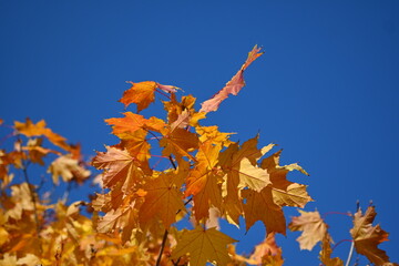 yellow maple leaves close-up as background against blue sky, autumn maple leaves background, yellow maple leaves branches against blue sky, bright autumn backgrounds