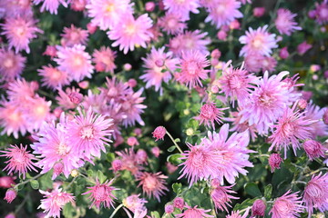 Obraz premium Close up photo of chrysanthemum top, chrysanthemum flowers macro as background, floral fall backgrounds 
