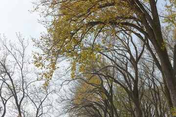 Obraz premium autumn tree near the beach (perhaps displaying phototropism or curved branches towards the water)