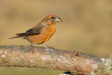 Red Crossbill