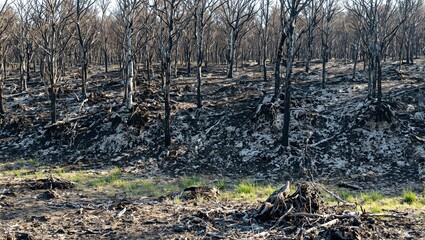 Scorched hillside with new growth emerging among burnt trees