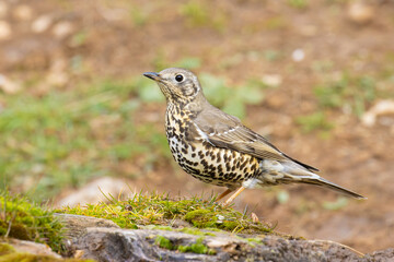 Mistle Thrush