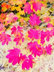 Fototapeta premium Red leaves on top of yellow leaves in autumn.