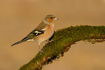 Fototapeta premium Common Chaffinch