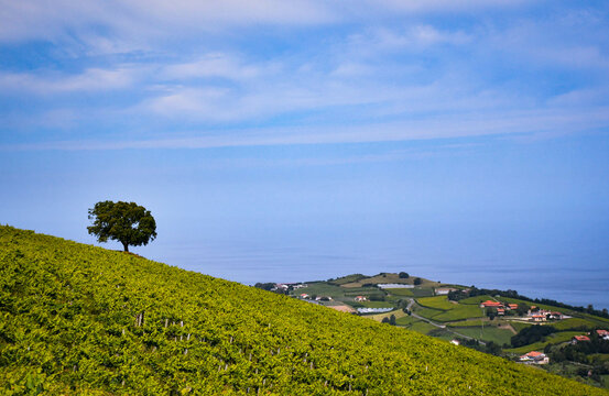 Getaria, between chacoli vineyards and the sea from the air