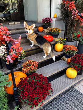 Corgi on Steps with Autumn Decorations
