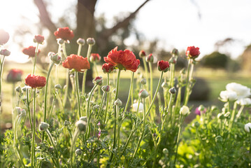 Ranuculus in morning light
